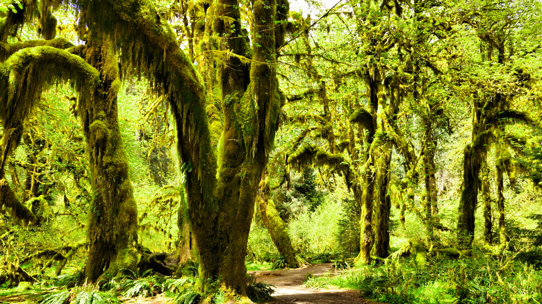 Sunlight cuts through on the Hall of Mosses Trail