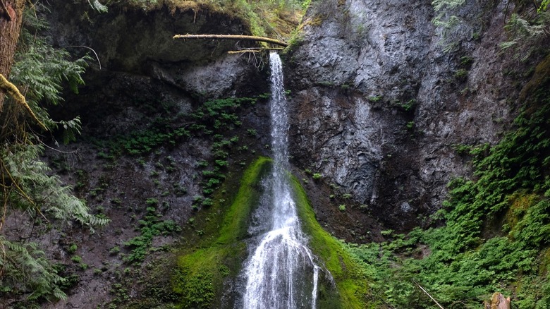 Marymere Falls flowing within Washington's Olympic National Park