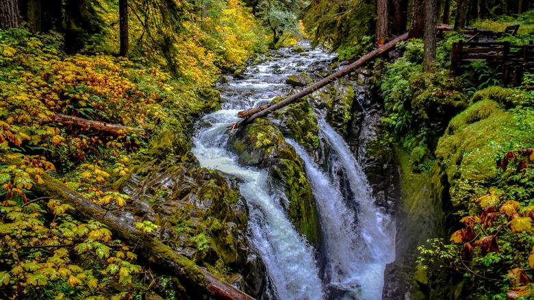 Water cascades on the Sol Duc Falls Trail