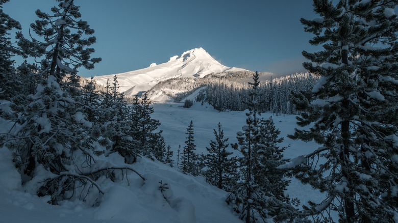 A view through trees toward Mount Hood during winter