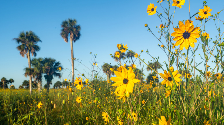 A field of wild yellow sunflowers in full bloom in the surroundings of Lake Jesup near Orlando Florida