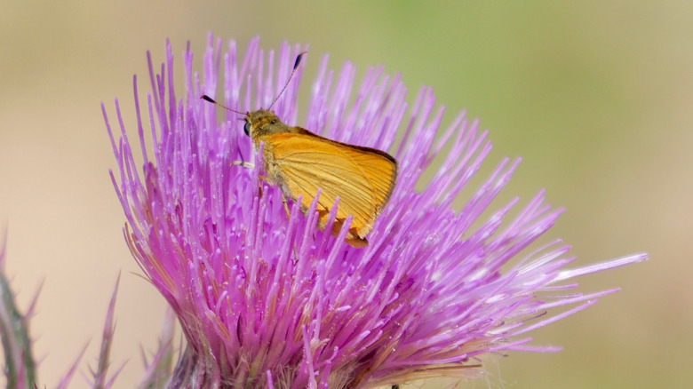 Delaware Skipper (Anatrytone logan) nectaring on Purple Thistle in Ocala National Forest.
