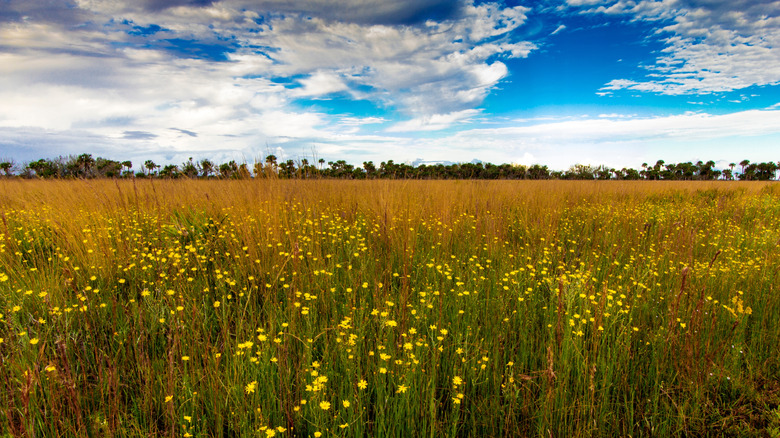 Wildflowers at Kissimmee Prairie Preserve State Park, Florida
