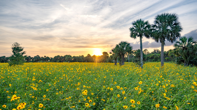 Vibrant sunset over a field of wild yellow sunflowers in full bloom in the surroundings of Lake Jesup near Orlando Florida