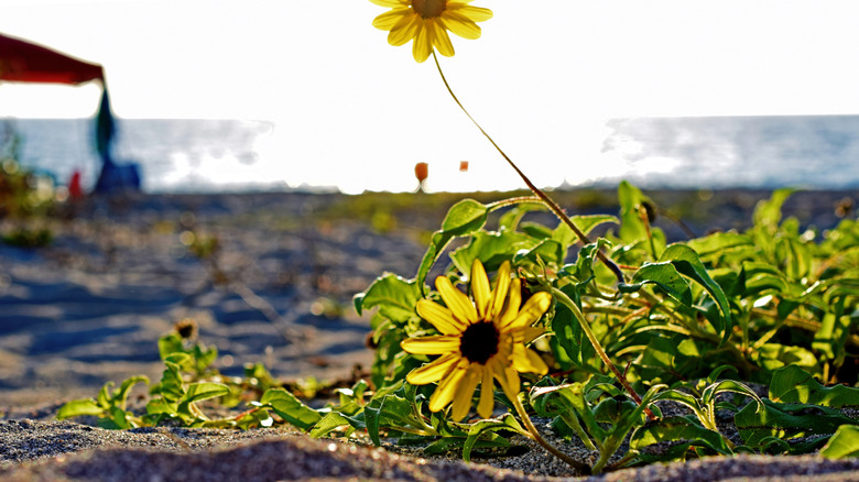Yellow wildflowers on beach in Florida