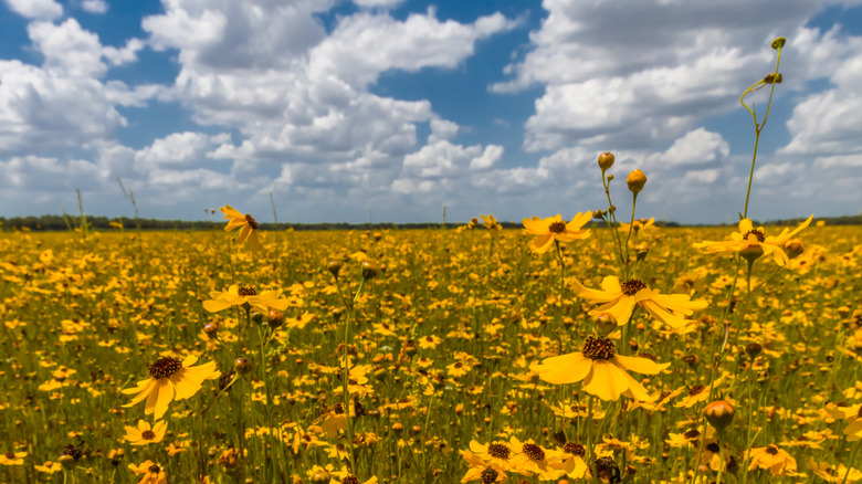 Yellow Florida Tickseed or Coreopsis floridana in bloom in Myakka River State Park Sarasota Florida