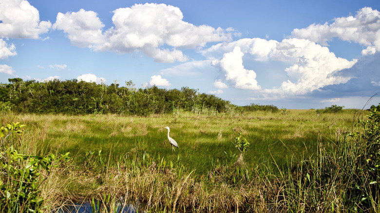 Shark Valley in the heart of the Everglades National Park.