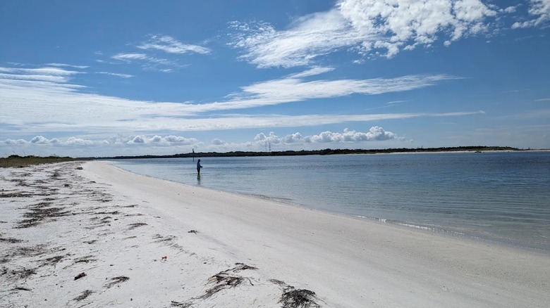 An overview of the Shell Key Preserve shoreline