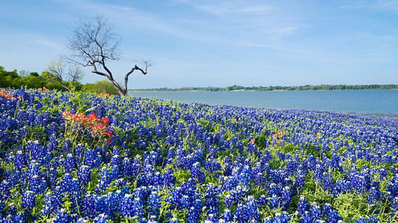A field of blue bonnets in Texas with a lake in the distance