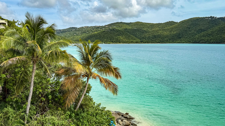 Foliage and water near Magens Bay in St. Thomas