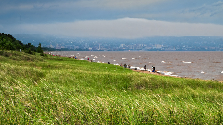 Dune grass overlooking Park Point Beach in Duluth, MN