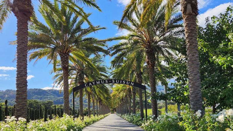 Row of palm trees around a pathway and the Caymus-Suisun sign