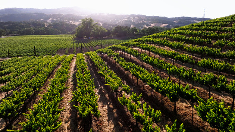 Vineyards in Suisun Valley