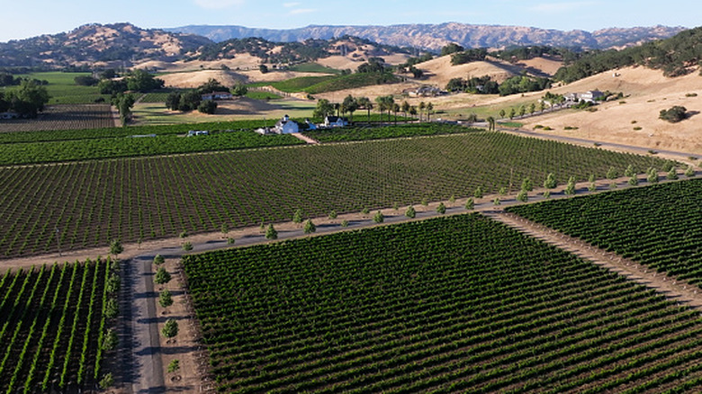 Aerial view of vineyards and mountains in Suisun Valley