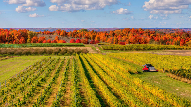 Vineyard with fall foliage in Michigan