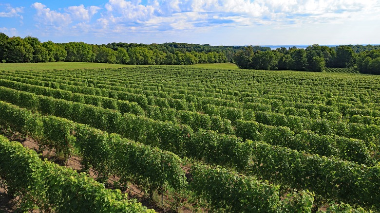 Vineyard in Northern Michigan