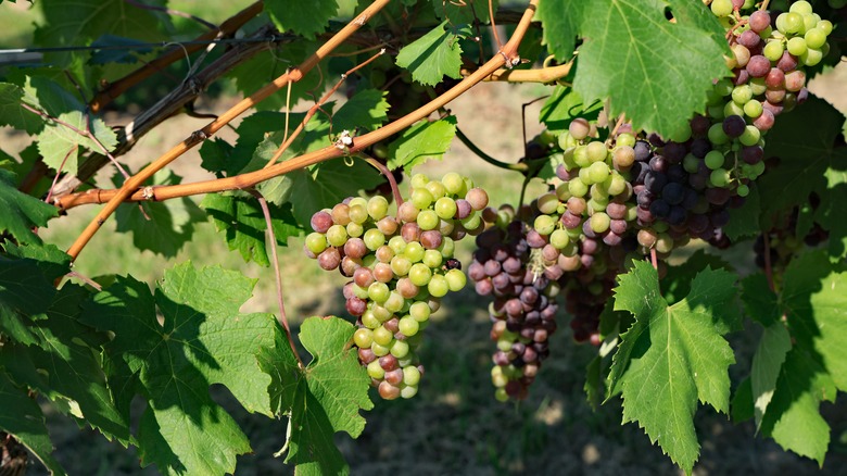 Grapes on a vine