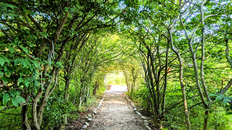 A walking path through trees at Matthaei Botanic Gardens at the University of Michigan