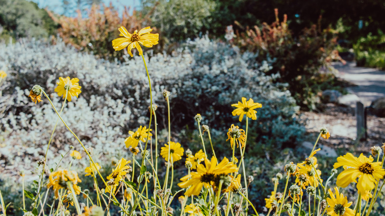 Flowers at a botanical garden