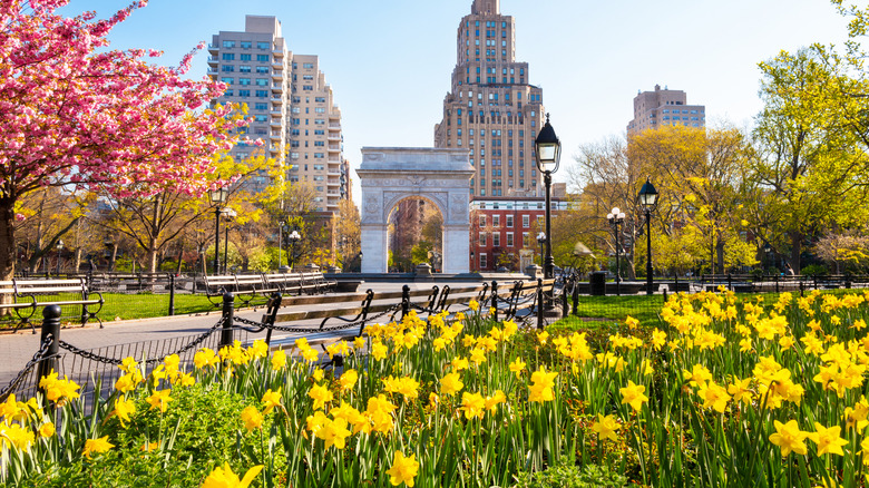 Springtime in Washington Square Park with yellow flowers