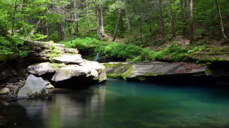 lush woods and swimming hole Peekamoose