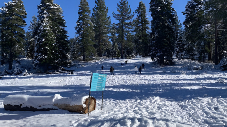 A snowy slope with trees and people in Fallen Leaf Sledding Hill