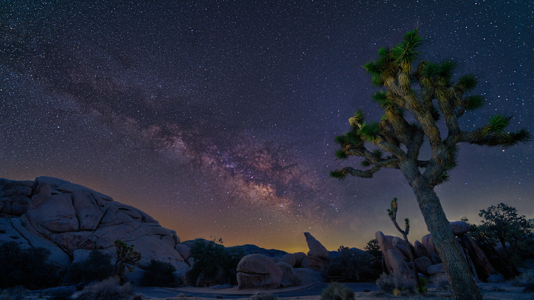 milky way over Joshua Tree