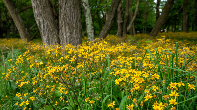 Golden Ragwort field near forest along Big Meadows in Shenandoah National Park, Virginia