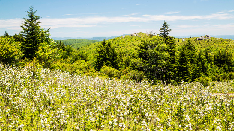 Wildflowers along landscape of Grayson Highlands State Park, Virginia