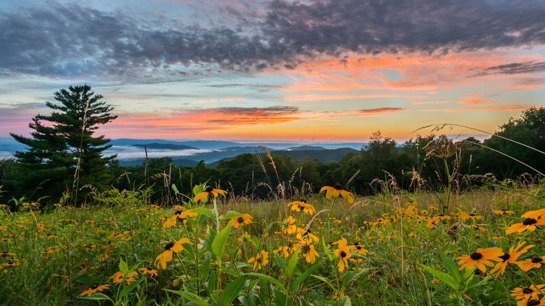 Black Eyed Susan Flowers at Sunset over mountains in Shenandoah National Park