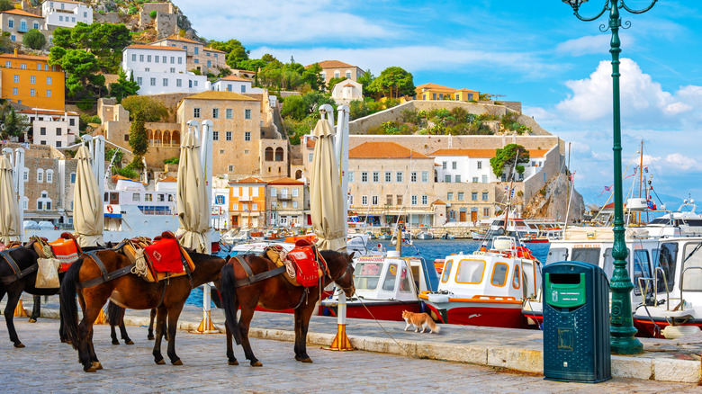Donkeys standing along a waterfront, with houses along a hill and the ocean in the background