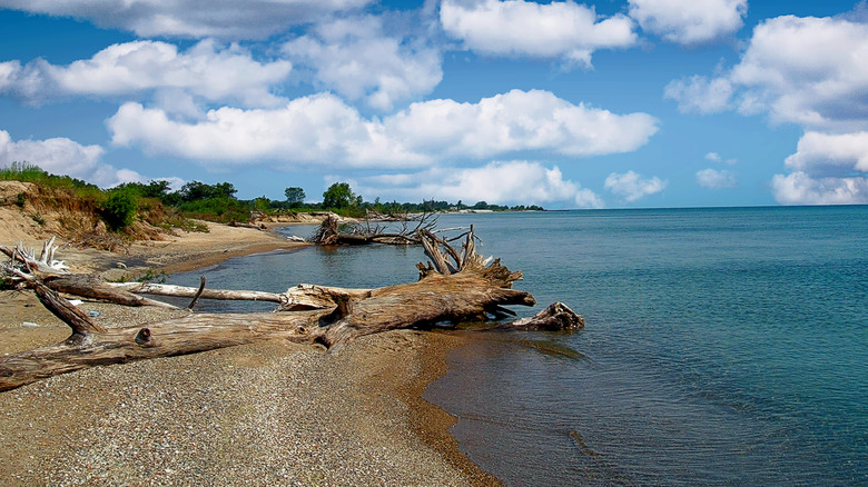 logs and shrubs on beach at Illinois Beach State Park on Lake Michigan