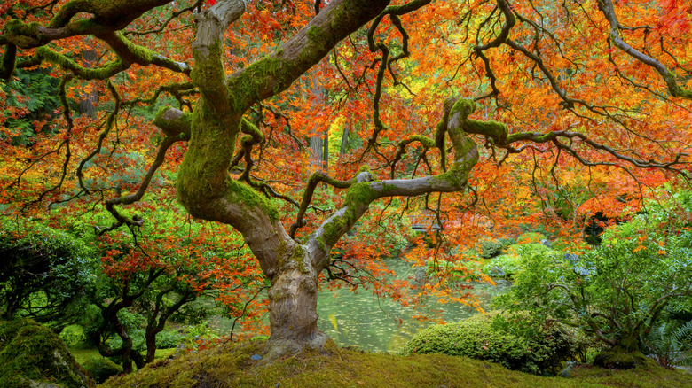 maple tree in portland japanese garden