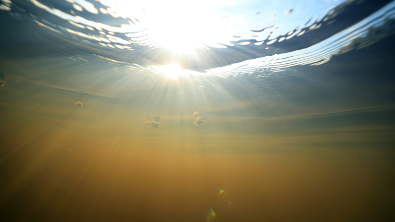Underwater photo of dirty, muddy water