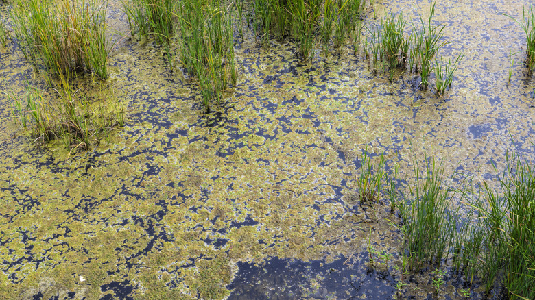 Lake covered in green algal bloom