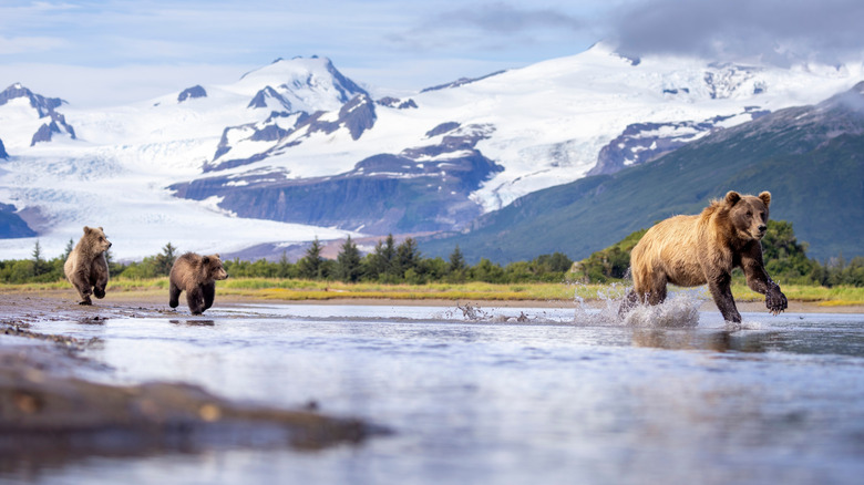 Grizzly bears in Katmai National Park and Preserve, Alaska