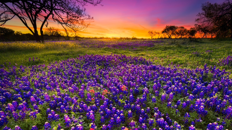 Dawn breaking over a field of bluebonnets and other flowers in a romantic field near Fredericksburg, Texas