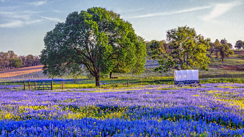 A field of bluebonnets in the Texas Hill Country