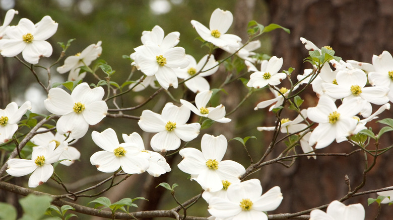 Dogwoods blooming in Palestine, Texas
