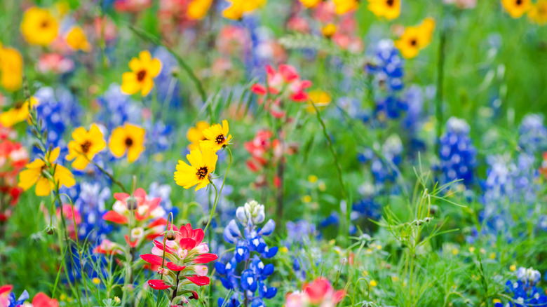 5 Scenic Texas Road Trips For Breathtaking Spring Wildflower Displays