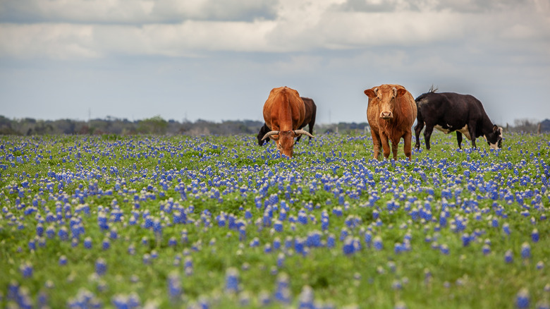 Cattle grazing among the bluebonnets in Texas