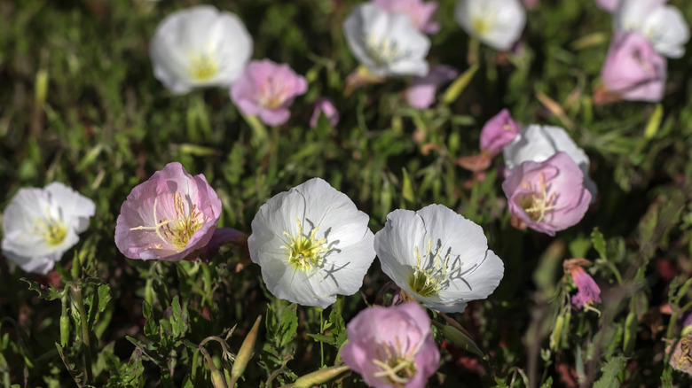 Pink and white evening primroses in Texas