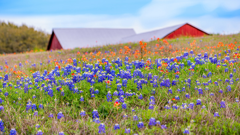 Wildflowers in Brenham, Texas