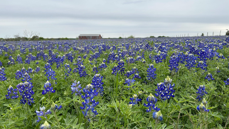 A field of bluebonnets in Texas