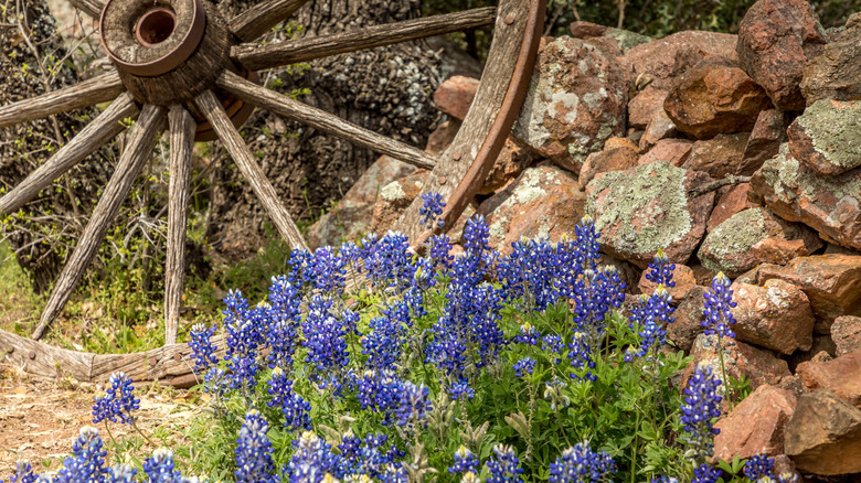 Bluebonnets next to a wagon wheel on the Willow City Loop in Fredericksburg, Texas