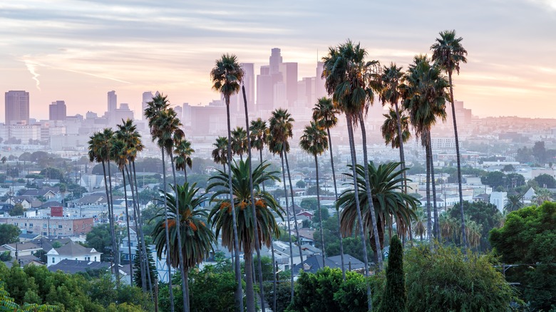 LA skyline and palm trees