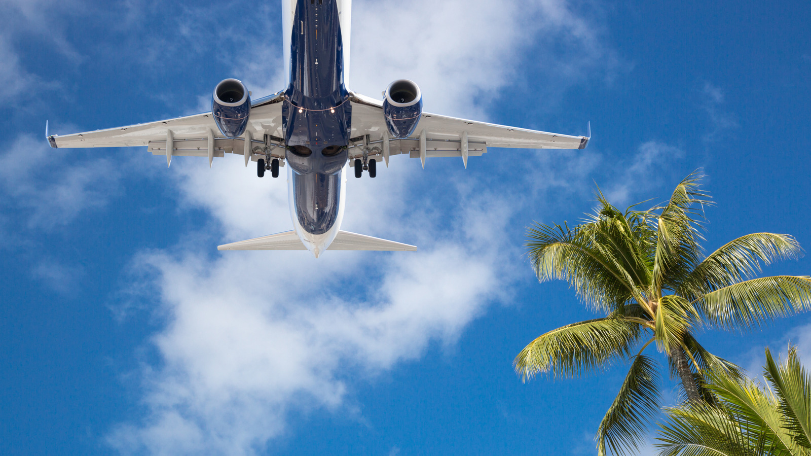 5 Souvenirs That Will Be Confiscated Before You Leave Hawaii