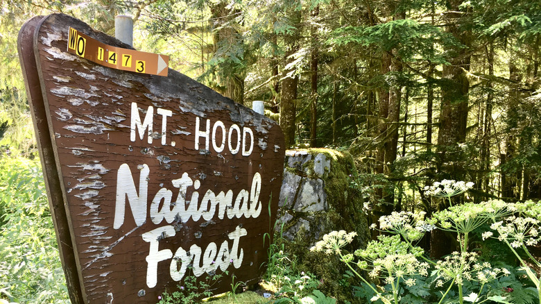 An entry sign for Mt. Hood National Forest against a forested backdrop