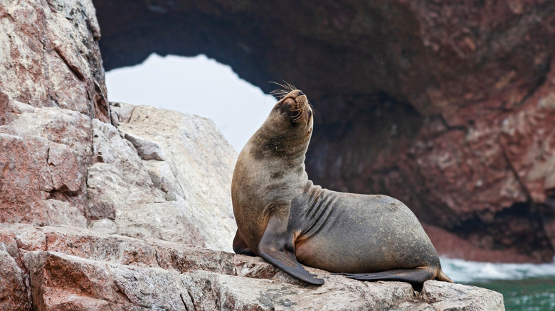 Sea lion on the wildlife-filled Ballestas Islands, Peru
