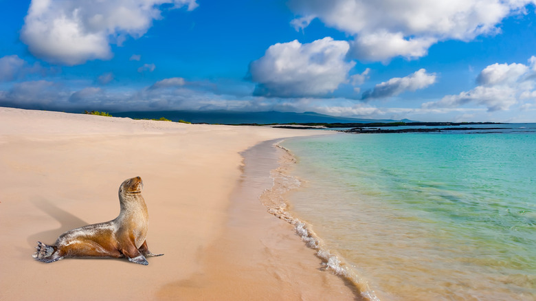 Sea lion resting on the beach in the Galapagos